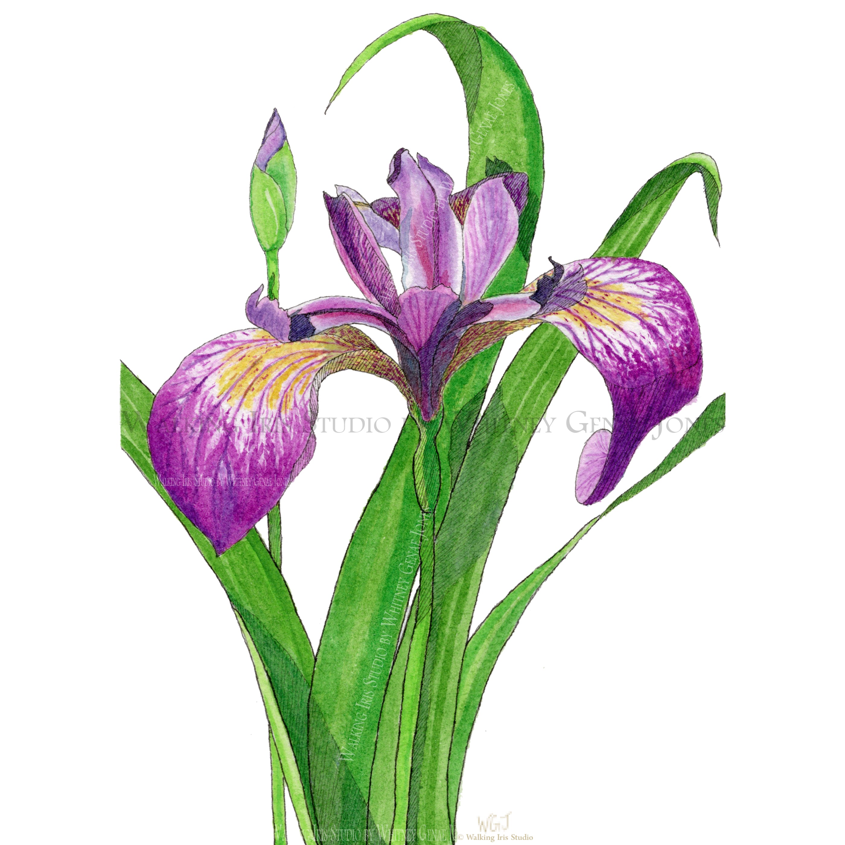 Watercolor Botanical Original | Blue Flag Iris