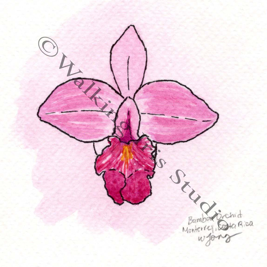 Watercolor Botanicals | Costa Rica Bamboo Orchid