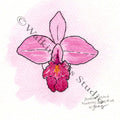 Watercolor Botanicals | Costa Rica Bamboo Orchid