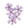 Watercolor Botanical Print | Creeping Phlox