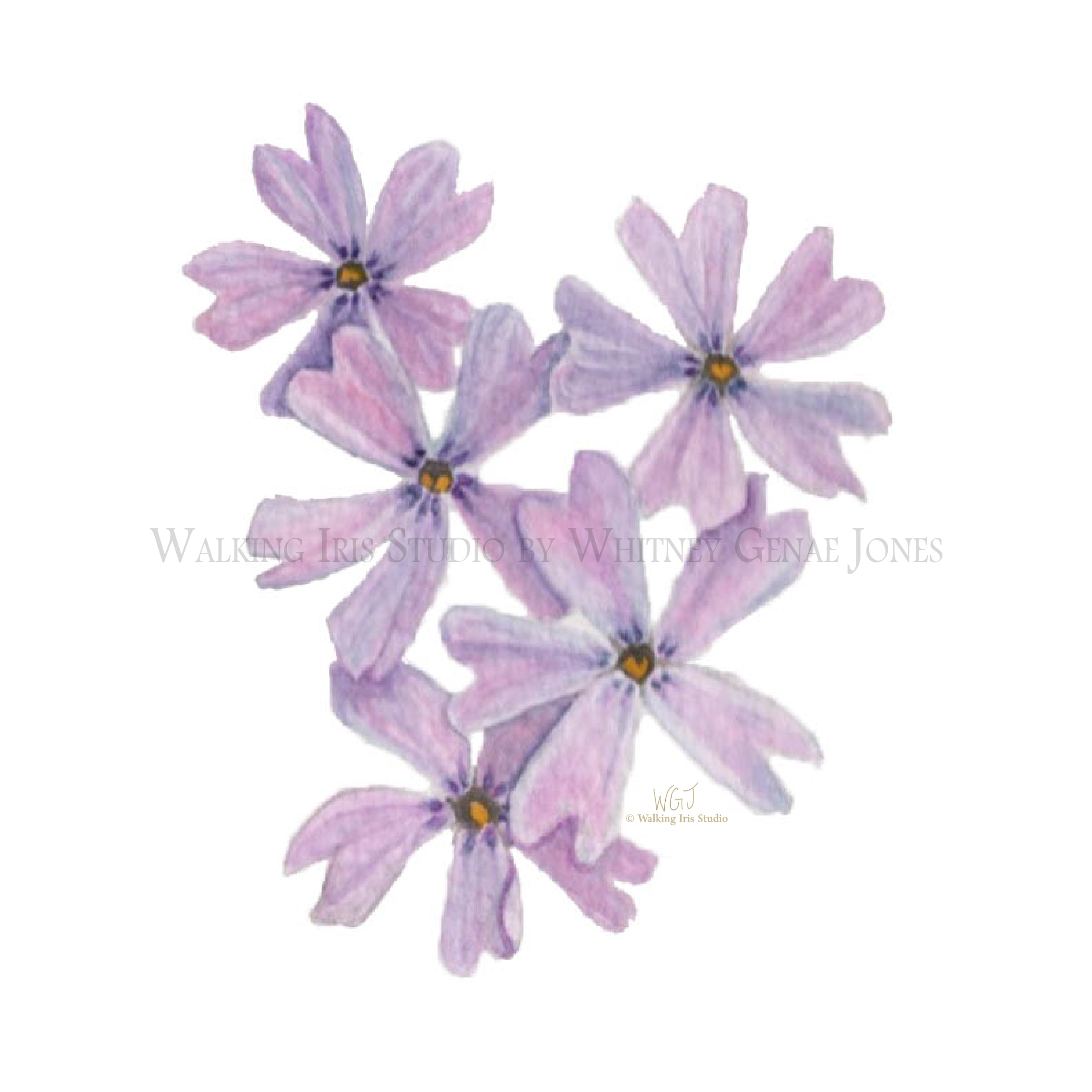 Watercolor Botanical Original | Creeping Phlox
