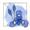 Rainbow Flowers | Indigo