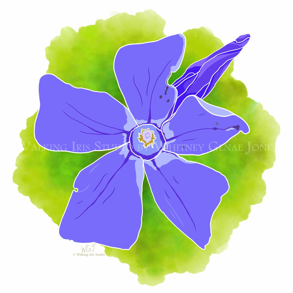 Portugal Blooms | Forest Periwinkle