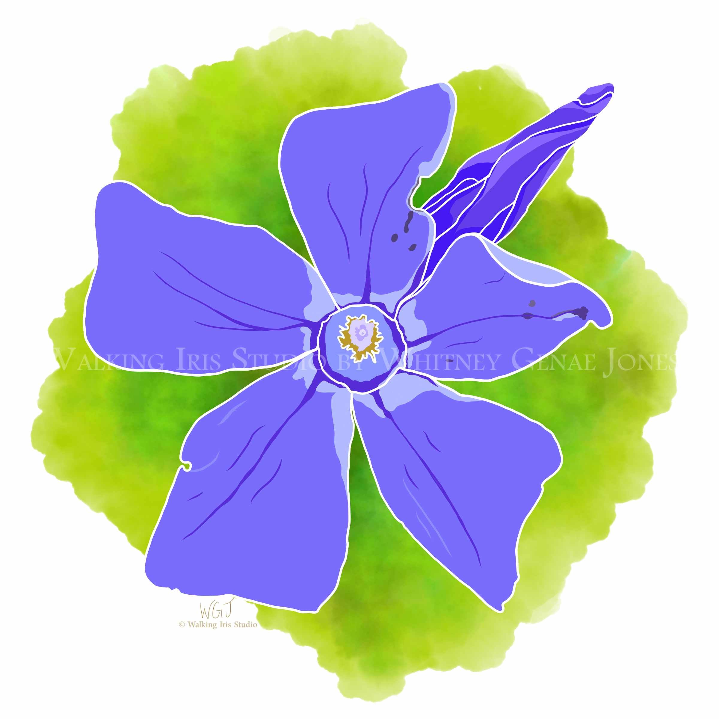 Portugal Blooms | Forest Periwinkle