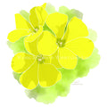 Portugal Blooms | Garden Oxalis