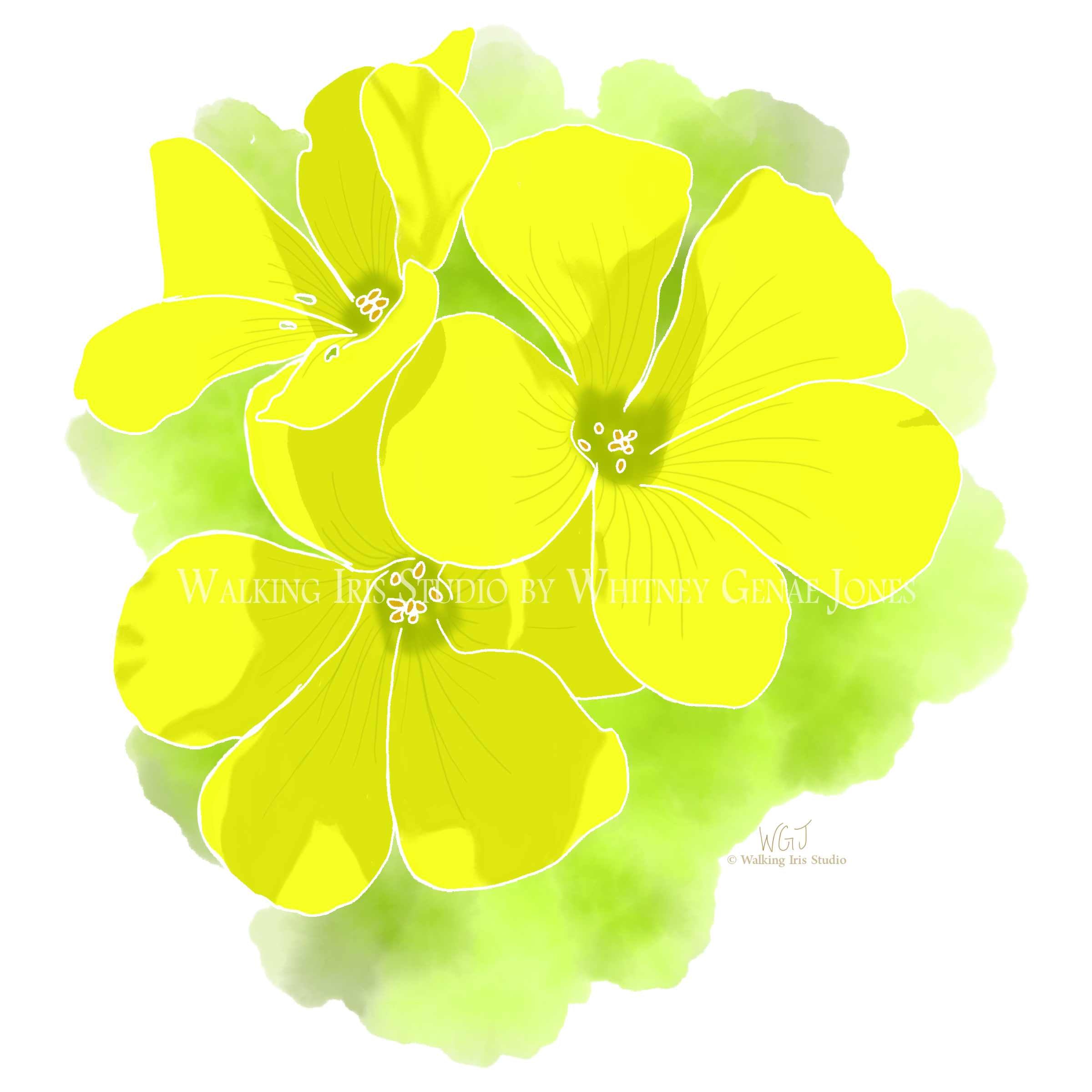 Portugal Blooms | Garden Oxalis