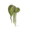 Watercolor Botanical Print | Jack-in-the-Pulpit