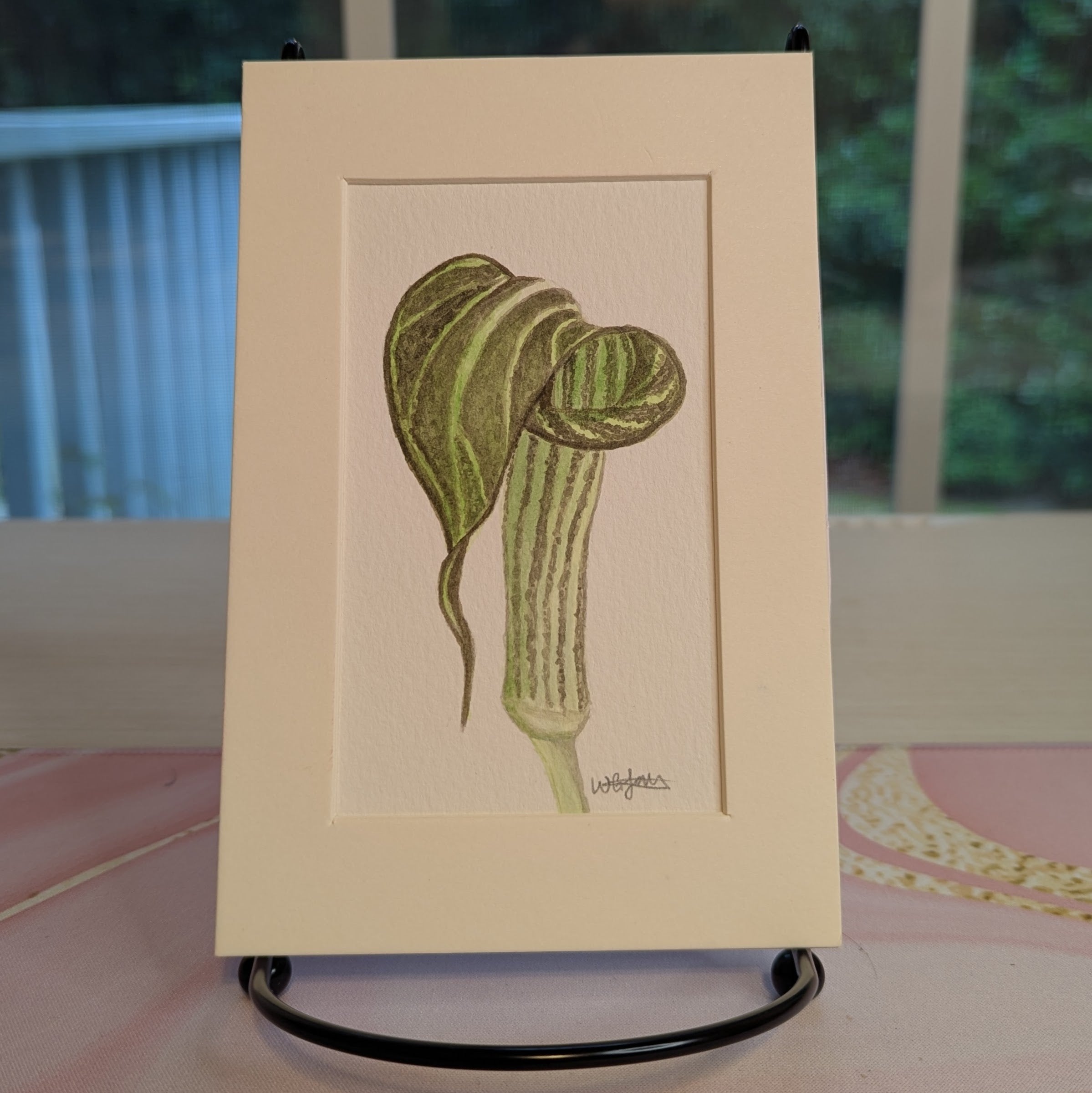 Watercolor Botanical Original | Jack-in-the-Pulpit