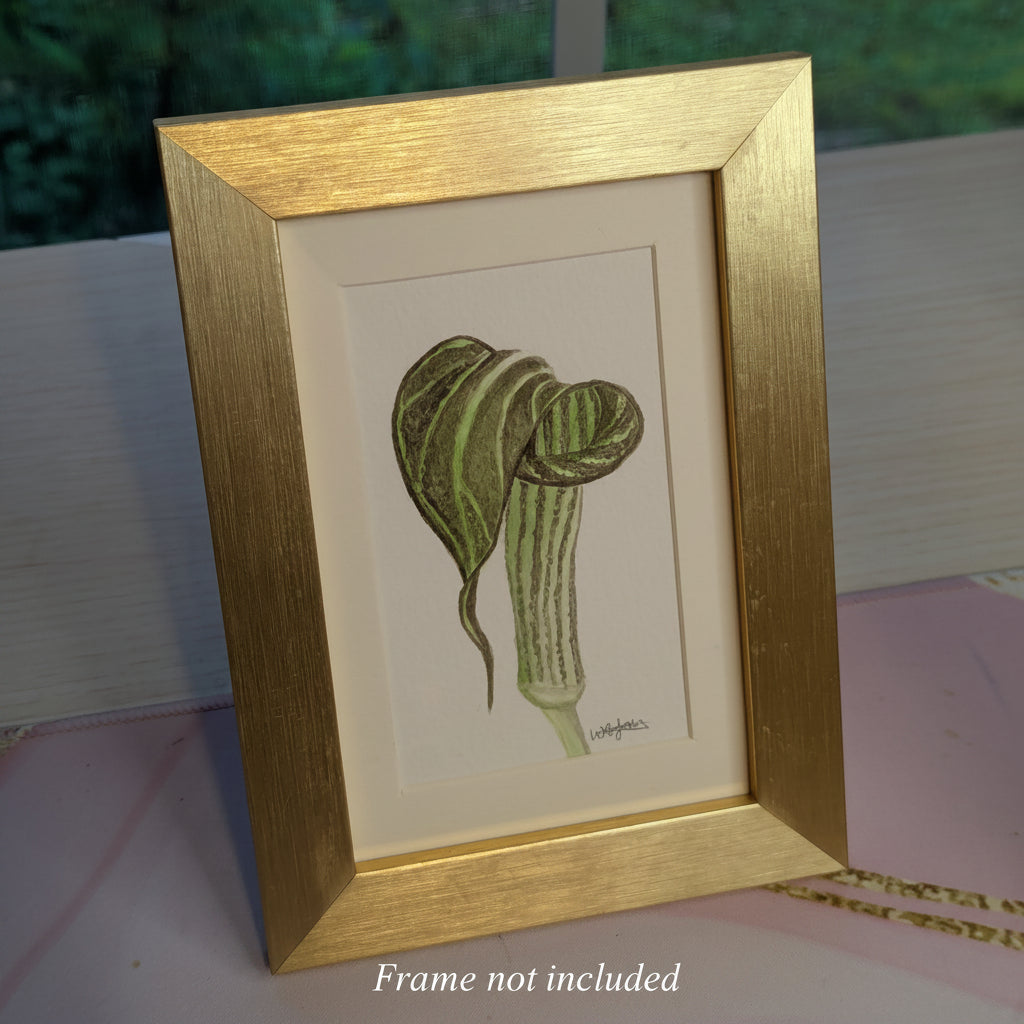 Watercolor Botanical Original | Jack-in-the-Pulpit