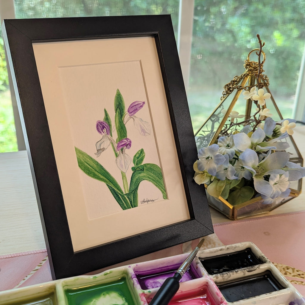 Watercolor Botanical Original | Showy Orchis