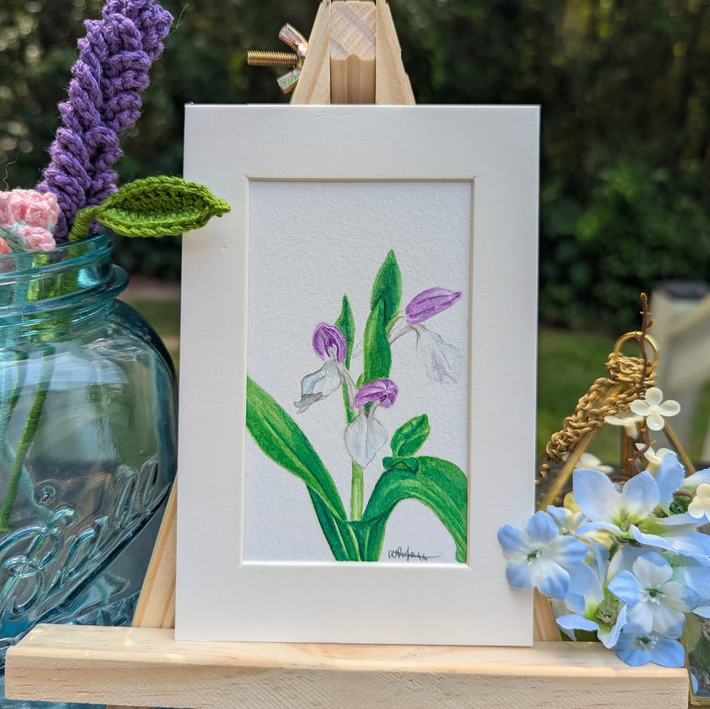 Watercolor Botanical Original | Showy Orchis
