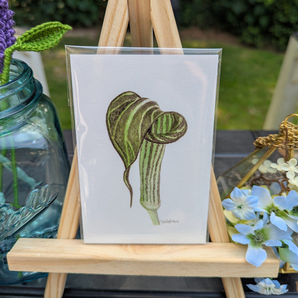 Watercolor Botanical Print | Jack-in-the-Pulpit