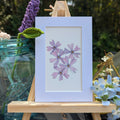 Watercolor Botanical Print | Creeping Phlox