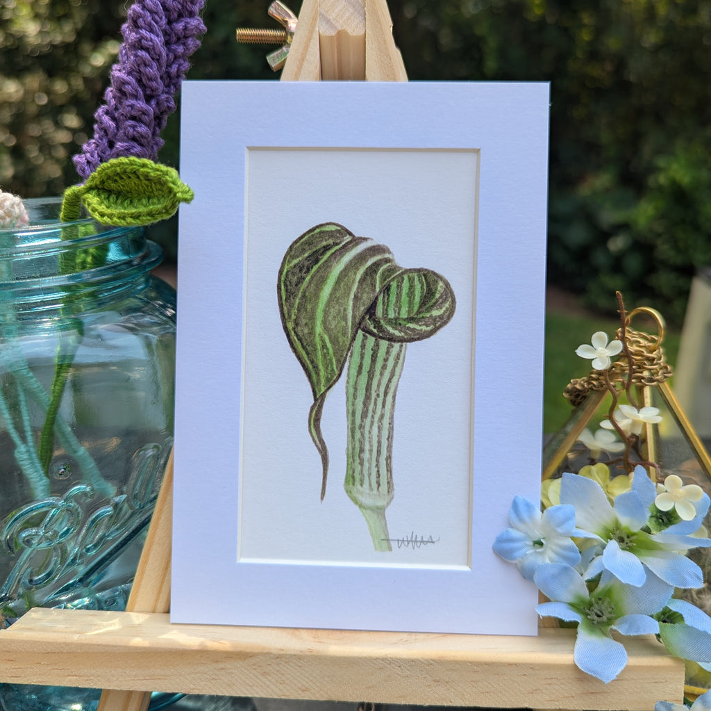 Watercolor Botanical Print | Jack-in-the-Pulpit