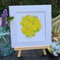 Portugal Blooms | Garden Oxalis