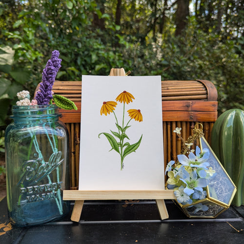 Autumn Coneflowers Print