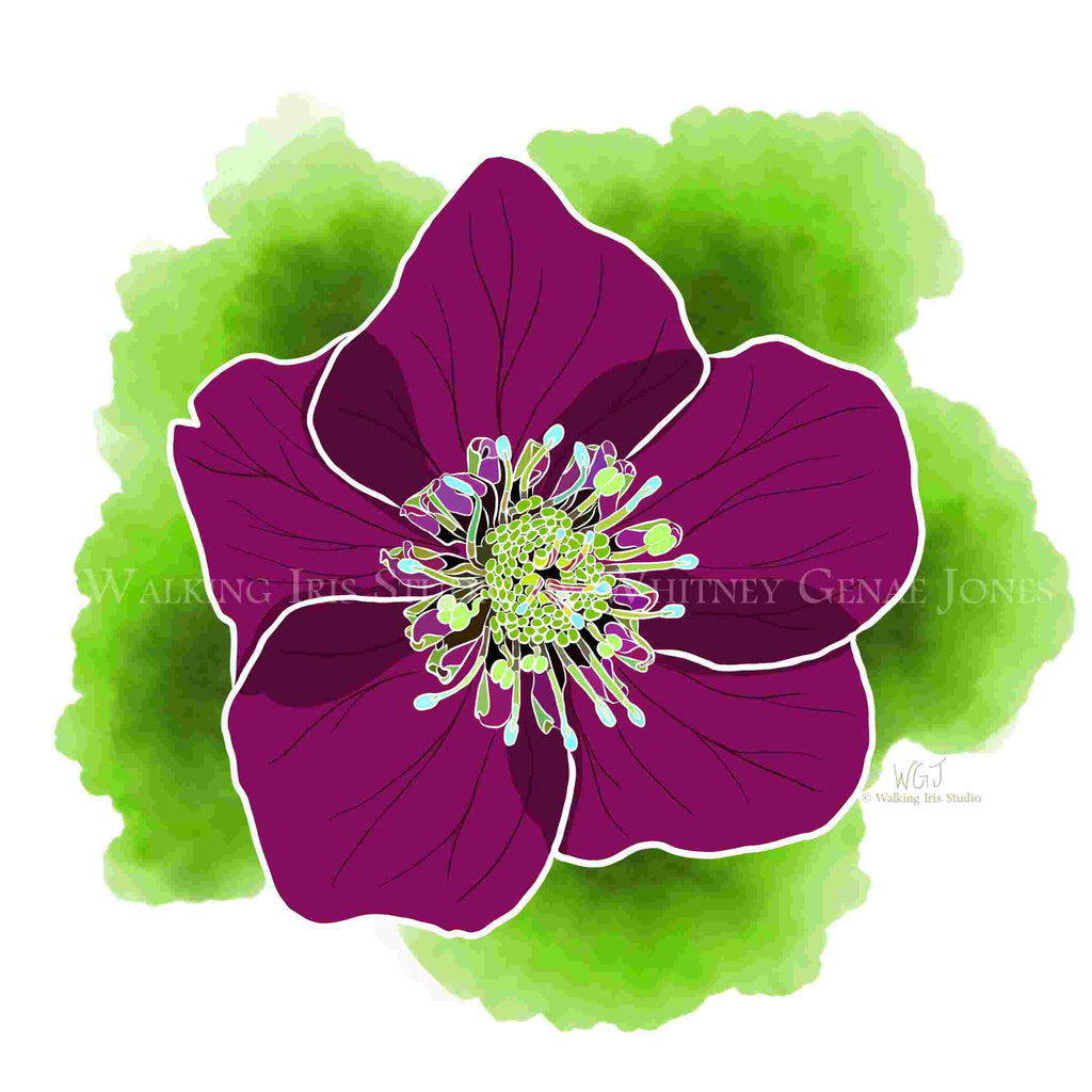 Portugal Blooms | Pena Hellebore