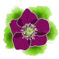 Portugal Blooms | Pena Hellebore