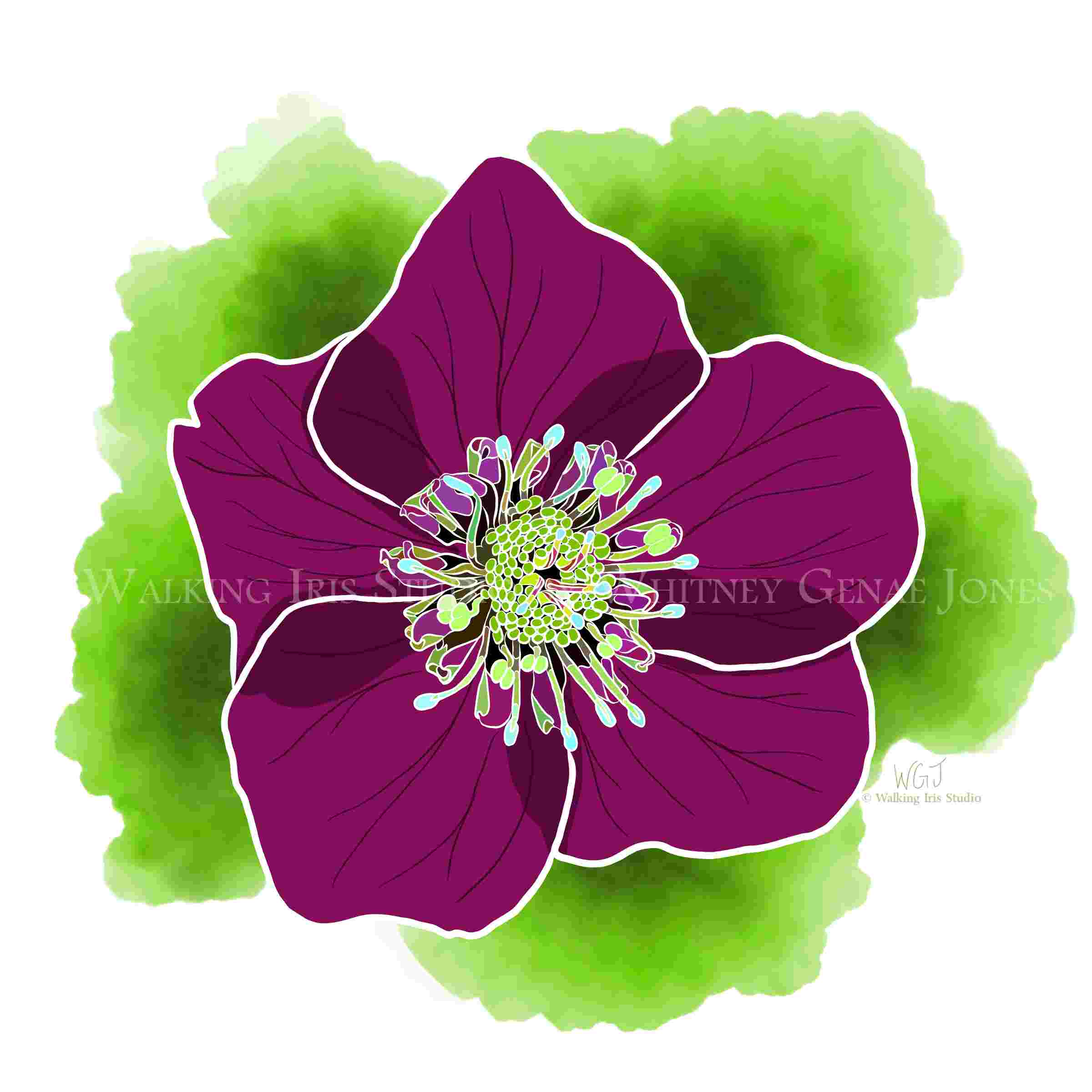 Portugal Blooms | Pena Hellebore