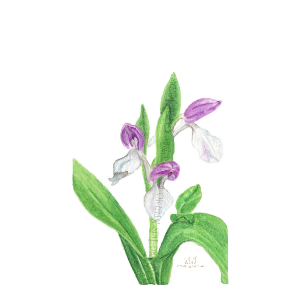Watercolor Botanical Original | Showy Orchis