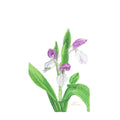 Watercolor Botanical Original | Showy Orchis