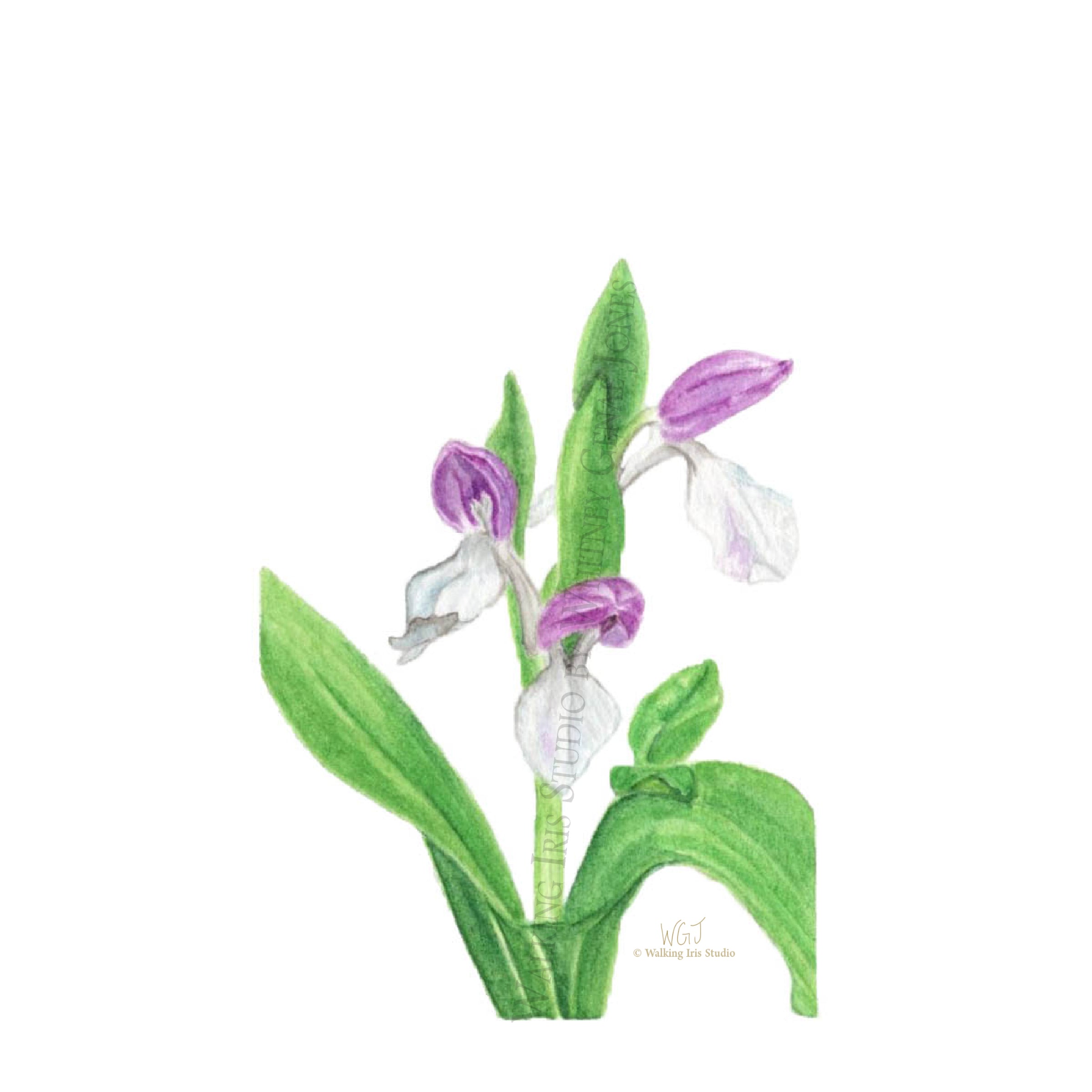 Watercolor Botanical Original | Showy Orchis